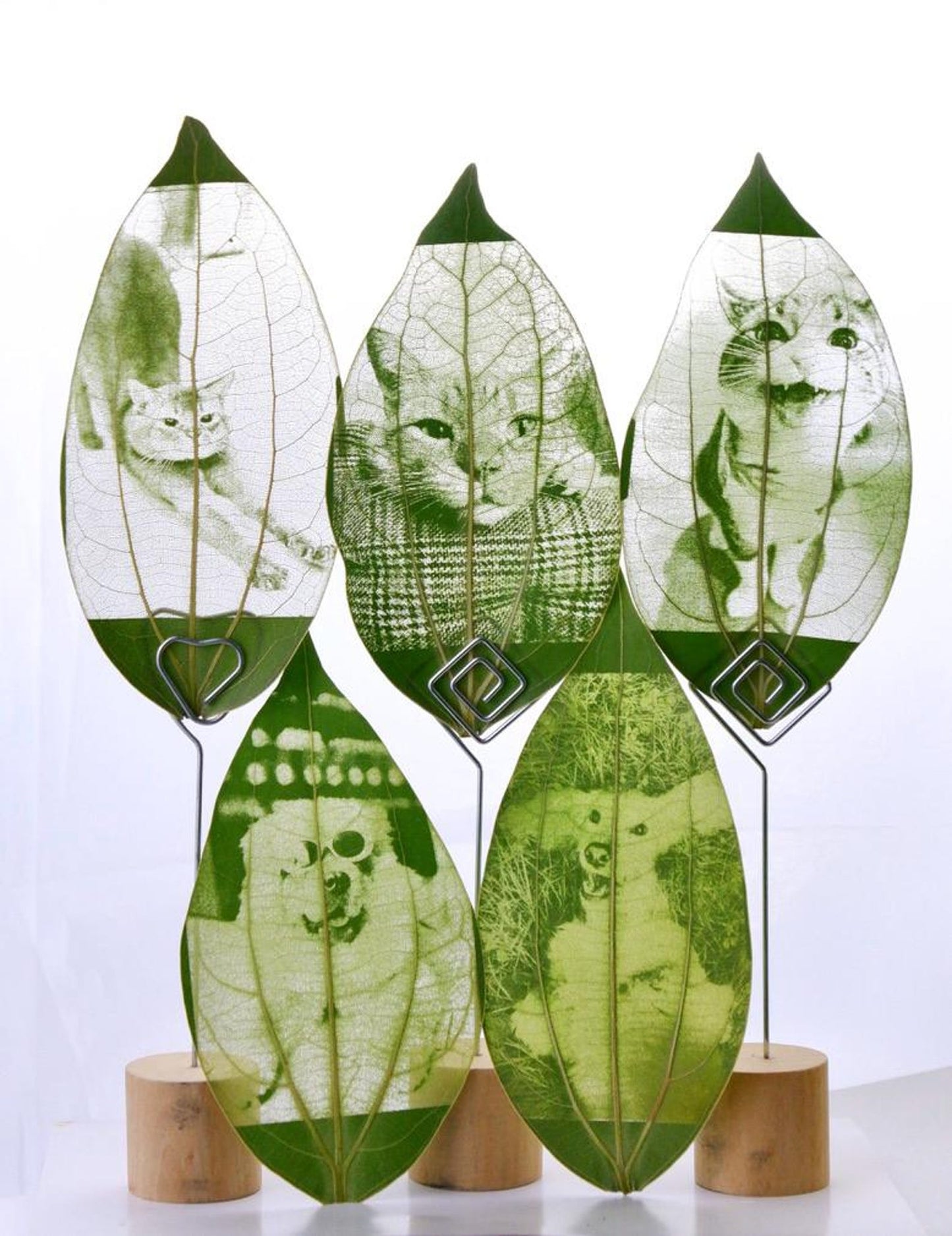Pet Leaf Carving Art - A unique photo frame of your pet, a beautiful memory of the owner and the pet